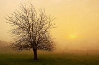 41 - ARBRE AU SOLEIL LEVANT - DELVAUX MARCEL - belgium